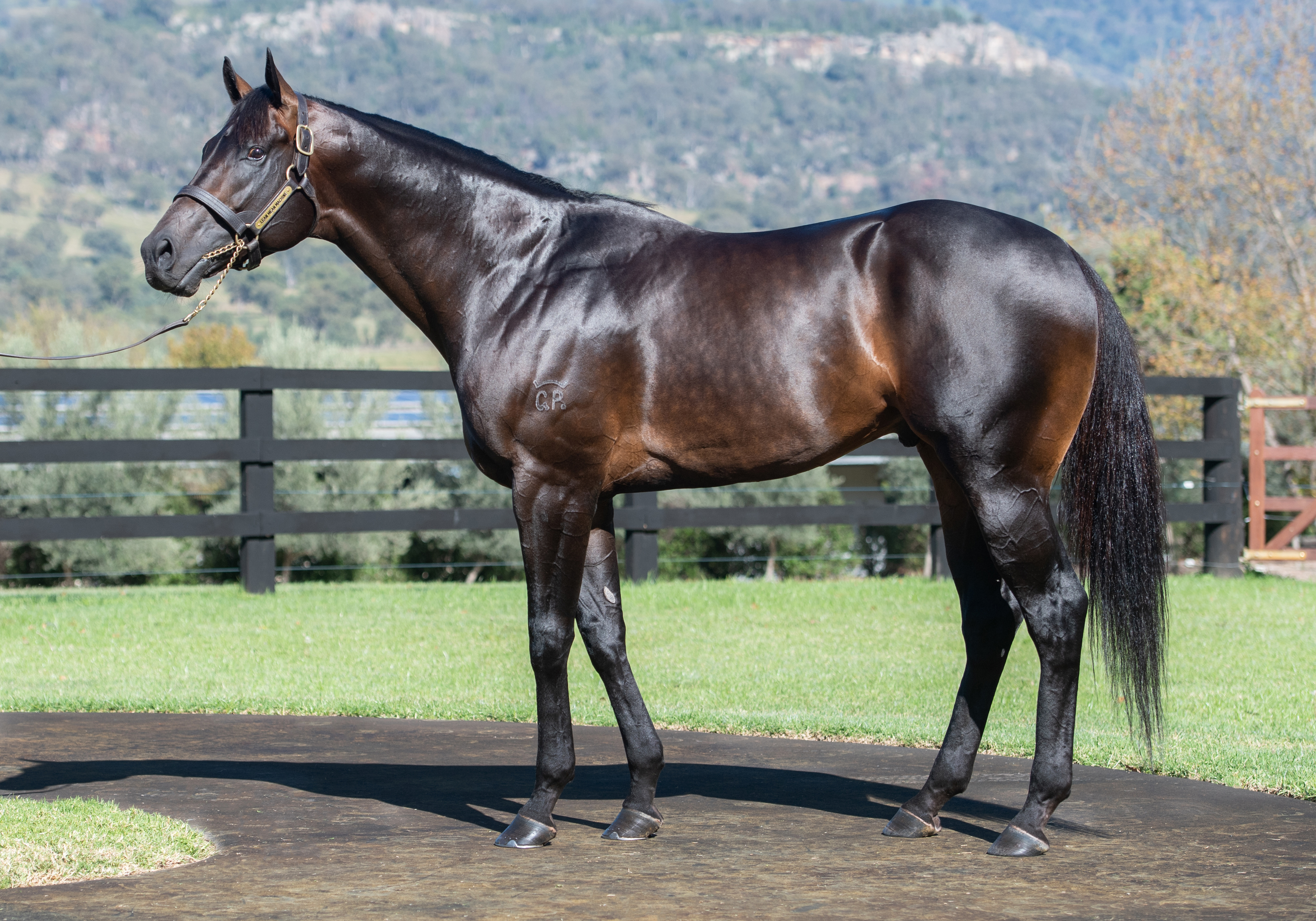 Stallions - Australia's leading Stallion website. Lean Mean Machine - Aquis