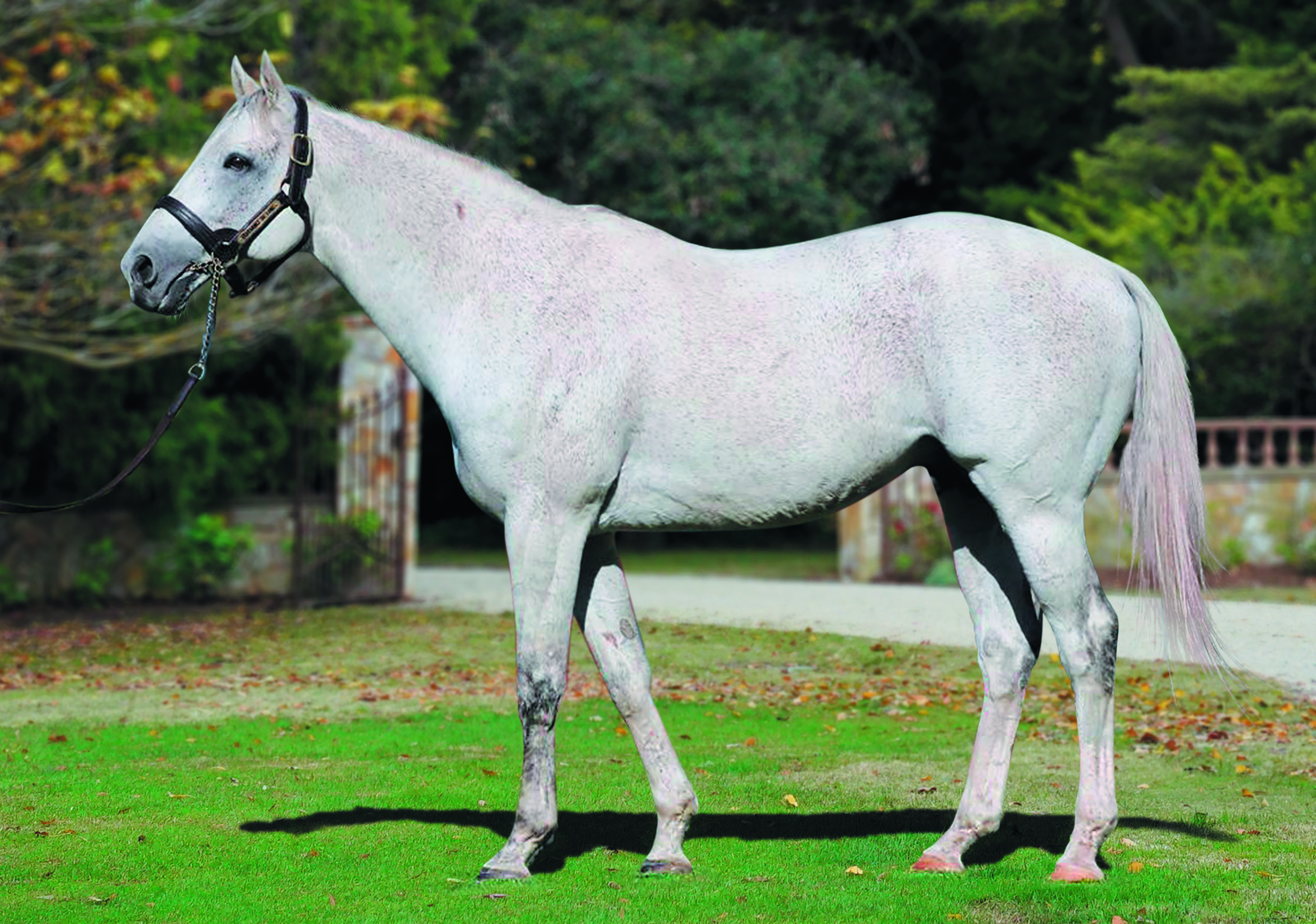 Puissance De Lune Stallions