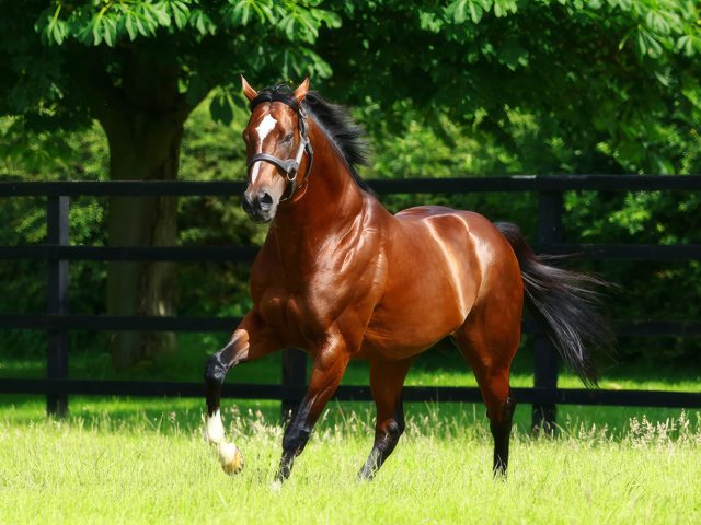 https://www.stallions.com.au/wp-content/uploads/2024/06/Toronado_ASR_Web-topaz-high-fidelity-v2-6x-640x480.jpg