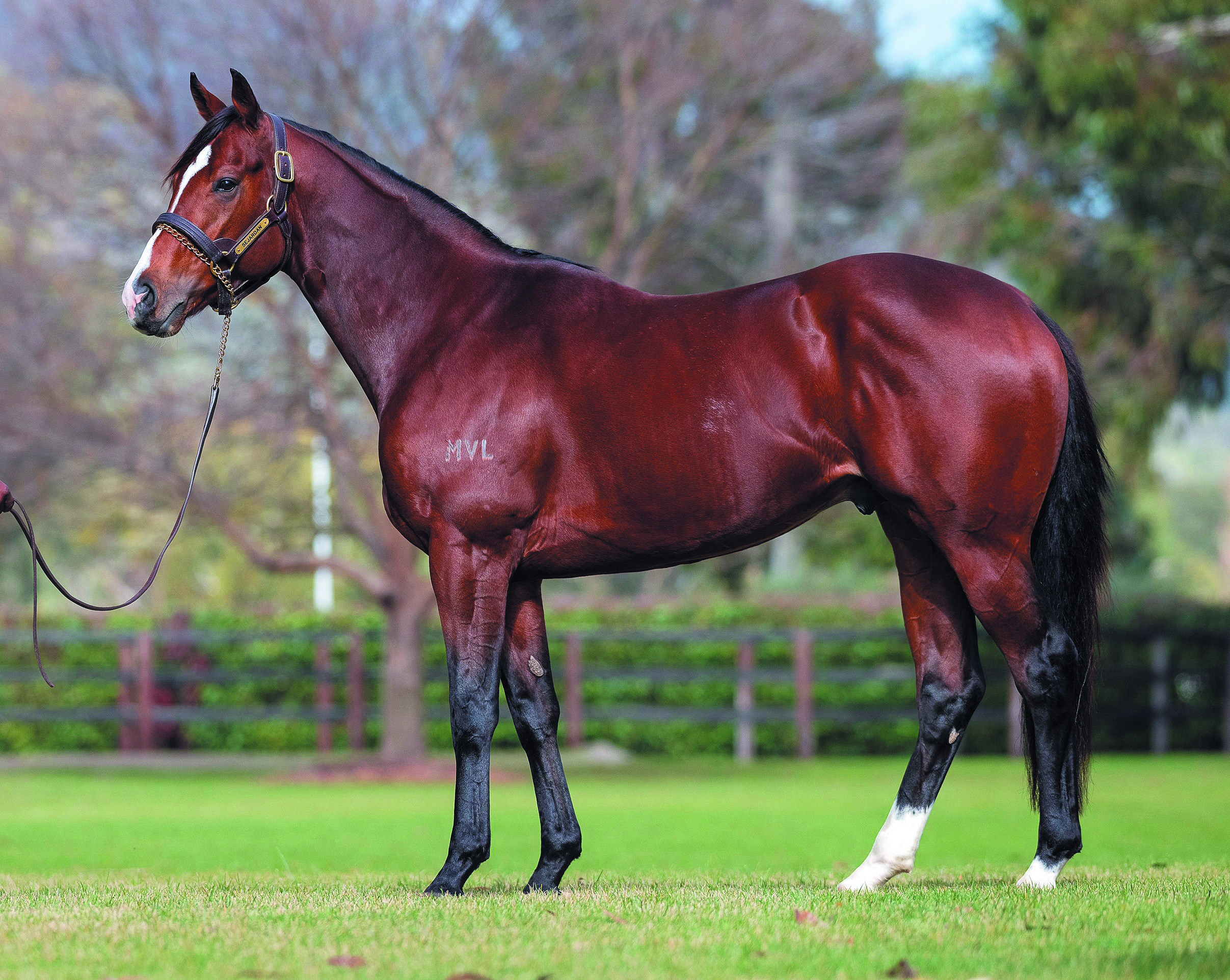 SEJARDAN (Sebring x Miss Amajardan). Photo by Bronwen Healy. The Image is Everything - Bronwen Healy Photography.