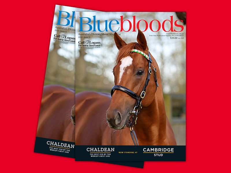 https://www.stallions.com.au/wp-content/uploads/2024/09/aug-sep-bluebloods.jpg